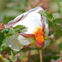 Phragmidium rosae-pimpinellifoliae